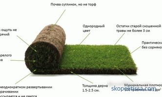 Posa del tappeto erboso: tecnologia e sfumature del processo