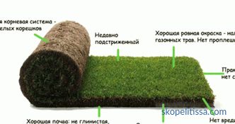 Erba del prato in rotoli, prezzi per l'erba arrotolata, che erba da prato comprare a Mosca