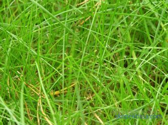 descrizione, caratteristiche, caratteristiche dell'erba del prato per i pigri